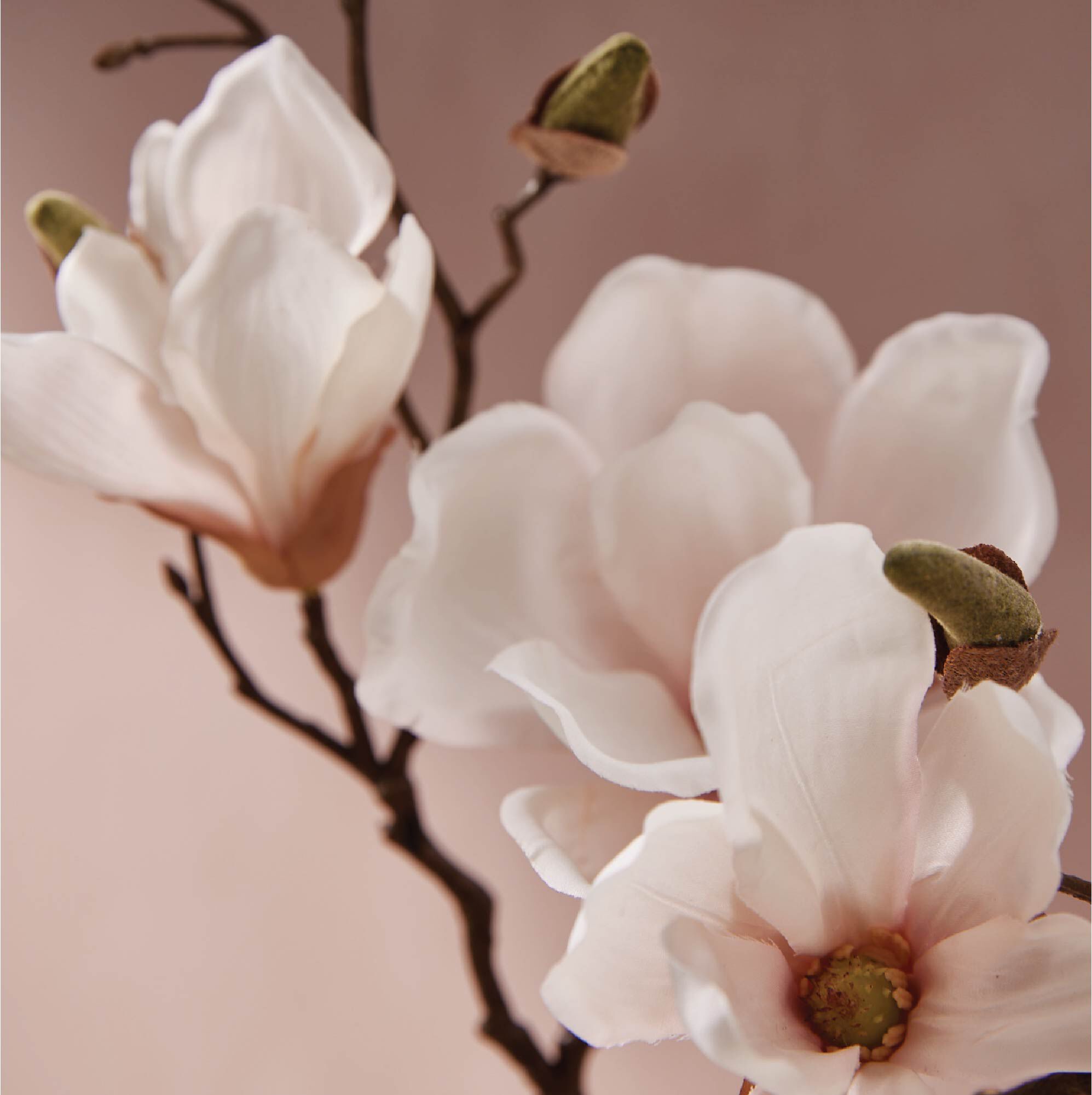 Magnolia Willow All-Purpose Cleaning Concentrate - Thymes