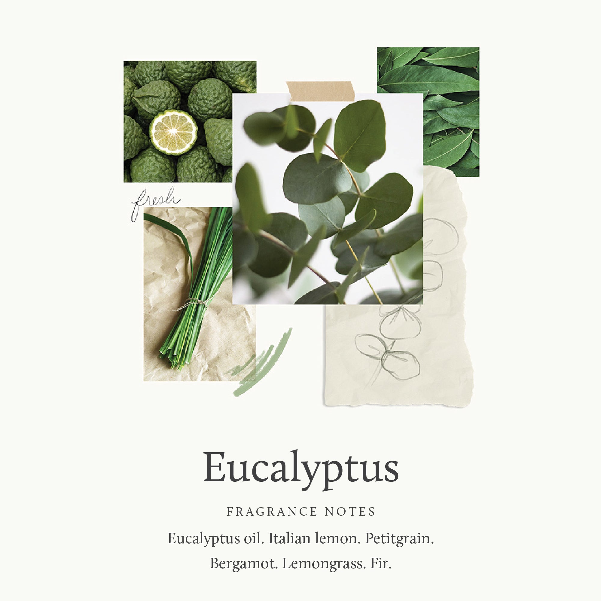 Eucalyptus Replenishing Hand Lotion - Thymes